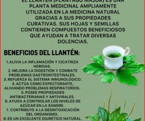 Descubre los 20 Usos del Llantén para Mejorar Tu Salud Naturalmente