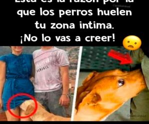 RAZONES POR QUE LOS PERROS HUELEN LA ENTREPIERNA