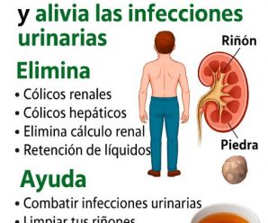 Cola de Caballo: Un Remedio Natural para la Salud del Sistema Urinario y Más
