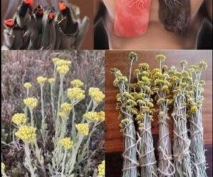 Propiedades Medicinales del Helichrysum arenarium y Cómo Prepararlo