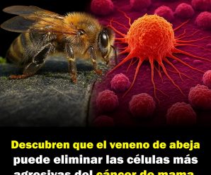 Descubren que el veneno de abeja puede eliminar las células más agresivas del cáncer de mama.
