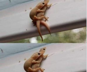 Si encuentras este animal en tu casa tiene un significado especial.