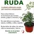 La magia de la ruda: la planta que debes tener en casa.