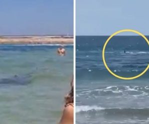 Captan momento exacto en que un tiburón devora a una persona frente a otros bañistas | VIDEO