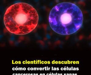 Los científicos descubren cómo convertir las células cancerosas en células sanas.
