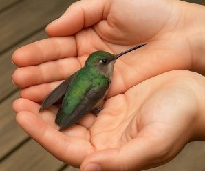 Sabías que si un COLIBRI llega a tu hogar significa que…Ver más