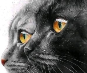 NOSTRADAMUS predijo quienes tienen GATOS en casa..Ver Más