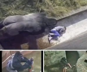  El niño que cayó a la jaula de un gorila… y fue salvado por él… Ver más