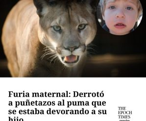 Furia maternal: Derrotó a puñetazos al puma que se estaba devorando a su hijo  Fuente: The Epoch Times en español
