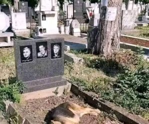 Pensaron que este perro estaba de luto por su dueño hasta… Ver mas