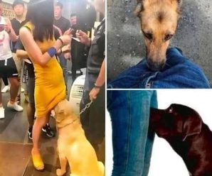 Si un perro  está olfateando tu zona genitaI, significa que tienes…Ver más