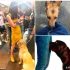 Si un perro  está olfateando tu zona genitaI, significa que tienes…Ver más