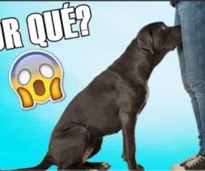 Sabías que si los perros huelen tu parte íntima es porque…Ver más
