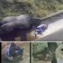 🔥🦍 El niño que cayó a la jaula de un gorila… y fue salvado por él… Ver más