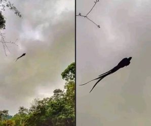Captan en Mexico a majestuoso…Ver Más