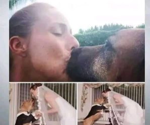 Se casó con su propio 🐕, pero en la Luna de mie… Ver más