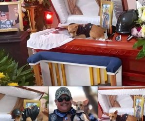 Mira lo que paso en el velorio después que este perro perdio a su due… Ver más
