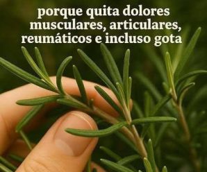 La planta mas poderosa que la gente ingora su poder se llam…Ver Más