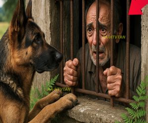 Pastor alemán callejero halla a un anciano en un sótano — lo que pasa impacta a todos.