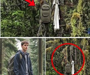 Pico de Orizaba oculta un secreto aterrador: el misterio del montañista desaparecido y la verdad suspendida entre las ramas.