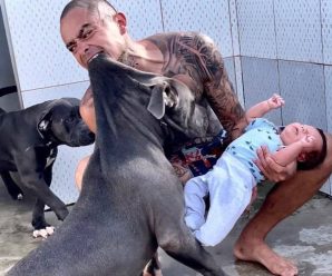 PERRO PITBULL ataca al hijo de su dueño y…Ver más