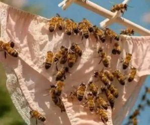 CUIDADO si las Abejas se posan en tu ropa interior es porque 98…Ver más