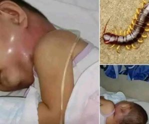 Nunca más vuelvas a matar un ciempiés de casa. No tenía ni idea… Ver más