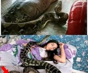 Mujer d0rmía todas las n0ches c0n su pitón, hasta que 0currió lo pe0r… ver más