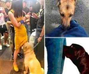 Si un perr0 🦮🦮 está 0lfateando tu z0na gen1taI, significa que tien0…Ver más