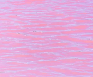 The cause of pink lakes appearing to be from another planet