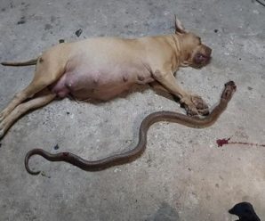 The dog that sacrificed himself to save its owner from the world’s most venomous snake made everyone cry