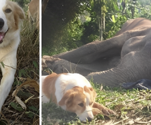 Heartwarming: Dog Stays by Elephant Friend’s Side in Final Moments