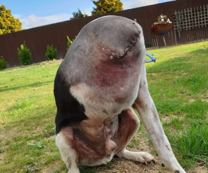 Netizens can’t believe their eyes: The headless dog photo went viral on the internet