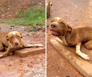 DisaƄled Unwanted Dog With Bent-Legs Is Aandoned On The Road In Front Of A Tire Repair Shop hn..