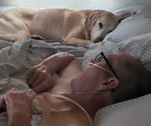 Emotional story!!!Loyal dog supported his owner during his nine-year battle with cancer .v