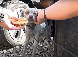 A domestic buzzard dog was taken care of and protected by a firefighter hn..