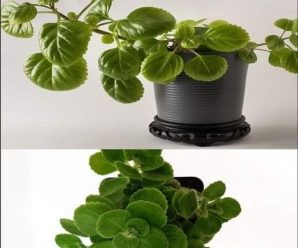 Si tienes una de estas plantas en casa entonces cuídala porque tienes un tesoro.