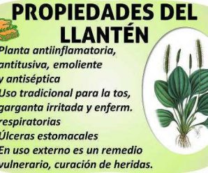 Llantén: Propiedades de la Planta Medicinal