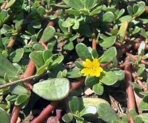 Nunca arranques esta planta de tu jardín: sus propiedades te sorprenderán