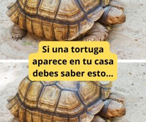 Significado de Ver una Tortuga en Tu Hogar