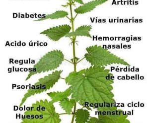 La planta de la juventud devuelve el colágeno de la piel, reduce la presión, colesterol y antioxidantes