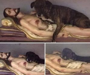 La RAZÓN por la que este Sacerdote católico dejó este perrito descansar sobre Jesús TE DEJARÁ SORPRENDIDO.