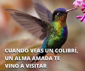 Cuando veas un colibrí, un alma amada te vino a visitar