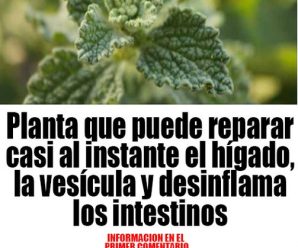 PLANTA QUE PUEDE REPARAR CASI AL INSTANTE EL HÍGADO, LA VESÍCULA Y DESINFLAMA LOS INTESTINOS