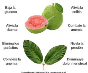 APRENDE PARA QUE SIRVE EL TE DE HOJAS DE GUAYABA