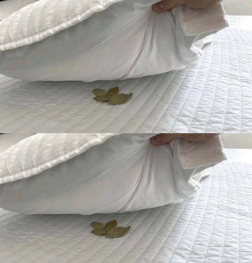 Beneficios de Poner una Hoja de Laurel Bajo la Almohada Natureview