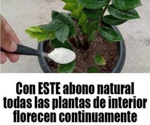 Cómo utilizar bicarbonato para favorecer la floración de tus plantas