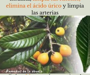 Estas hojas estimulan la producción de insulina, limpian los riñones, eliminan el ácido úrico y regula la presión arterial