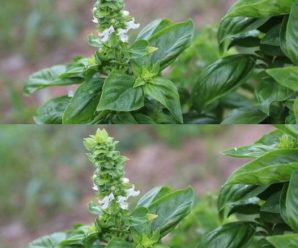 Antibiótico Natural: El Fascinante Antioxidante; Limpia Arterias Para El Colesterol.