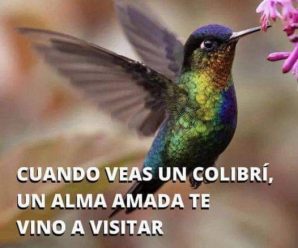 QUÉ SIGNIFICA QUE UN COLIBRÍ APAREZCA EN TU CASA